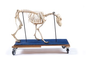 Image description is not available for 1983.36.1